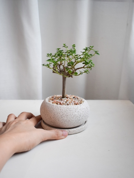 Premna Bonsai in Mica