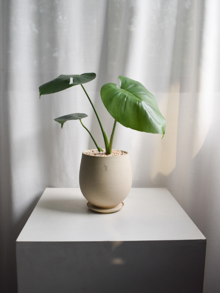 Monstera Deliciosa in Aube Jar