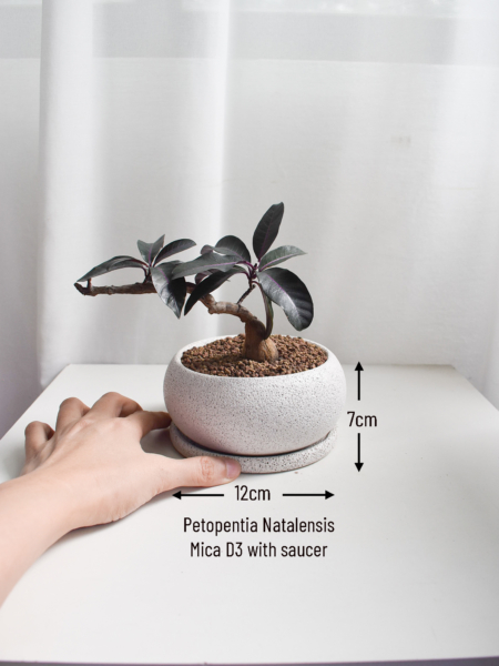 Petopentia Natalensis in Mica - Image 5