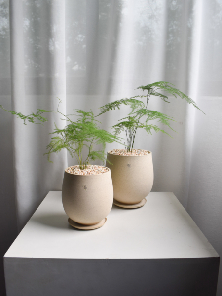 Asparagus Fern in Aube Jar
