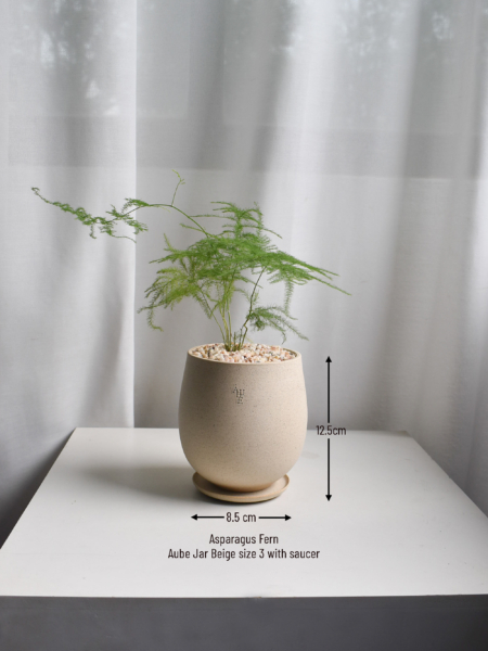 Asparagus Fern in Aube Jar - Image 3