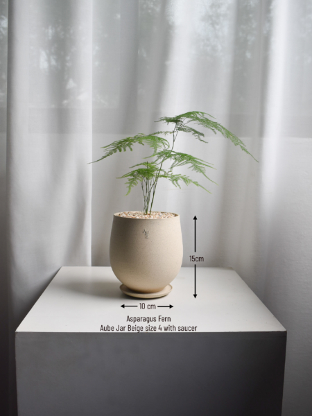 Asparagus Fern in Aube Jar - Image 2
