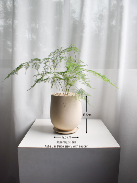 Asparagus Fern in Aube Jar - Image 4