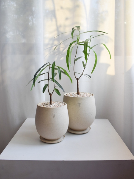 Japanese Bottletree in Aube Jar