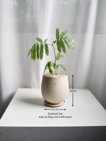 Everfresh Tree in Aube Jar - Image 2