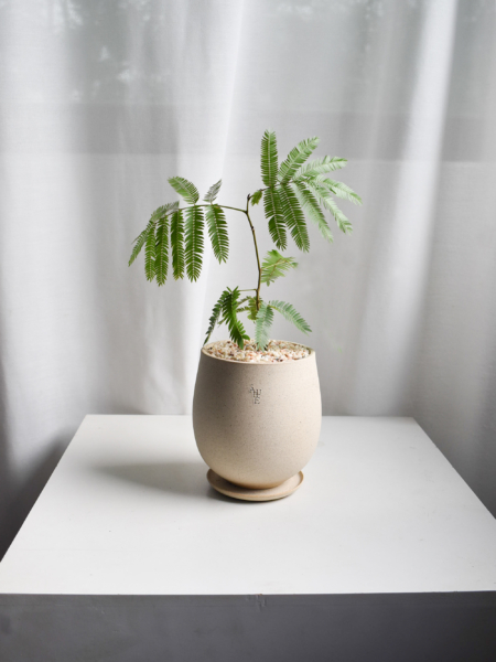 Everfresh Tree in Aube Jar