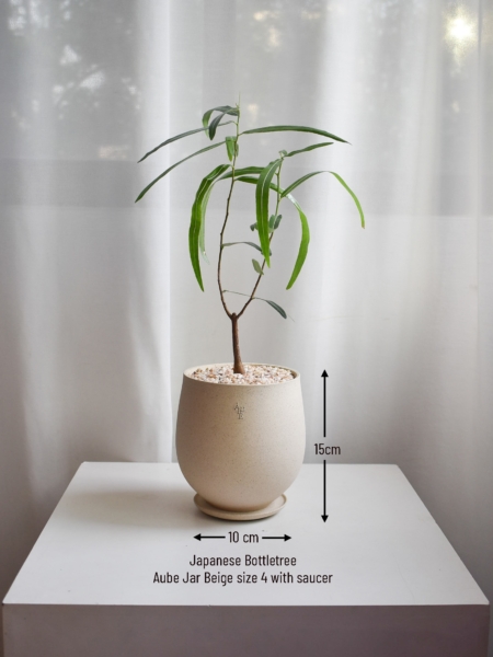 Japanese Bottletree in Aube Jar - Image 3
