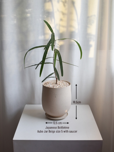 Japanese Bottletree in Aube Jar - Image 4