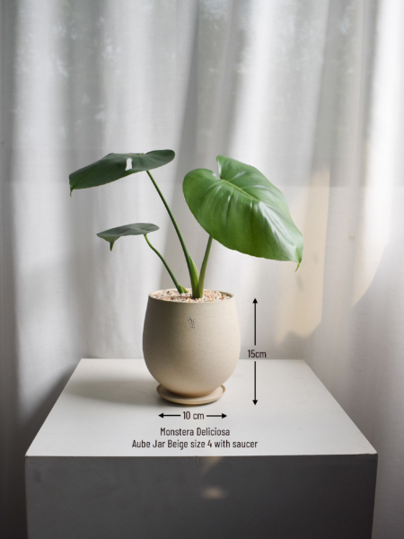 Monstera Deliciosa in Aube Jar - Image 2