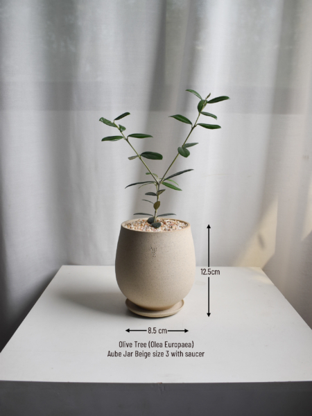 Olive Tree (Olea Europaea) in Aube Jar - Image 2