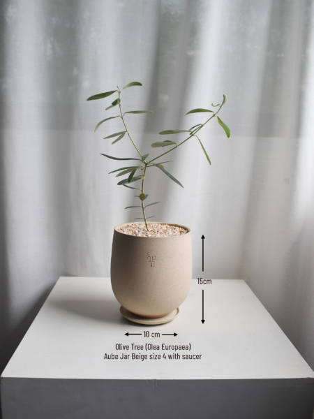 Olive Tree (Olea Europaea) in Aube Jar - Image 3