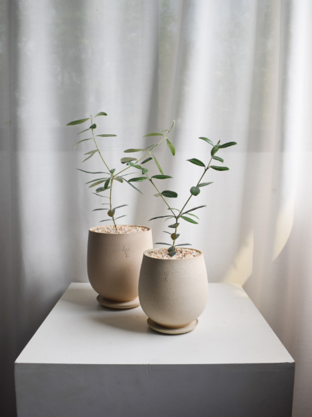 Olive Tree (Olea Europaea) in Aube Jar