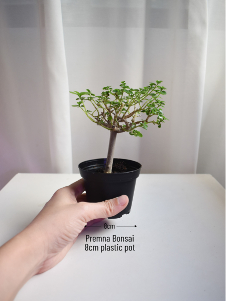 Premna Bonsai - Image 2
