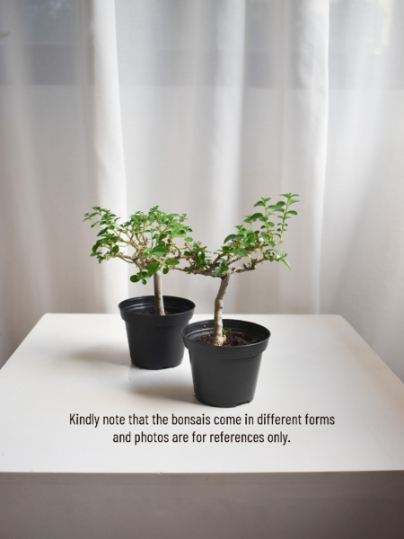 Premna Bonsai - Image 3