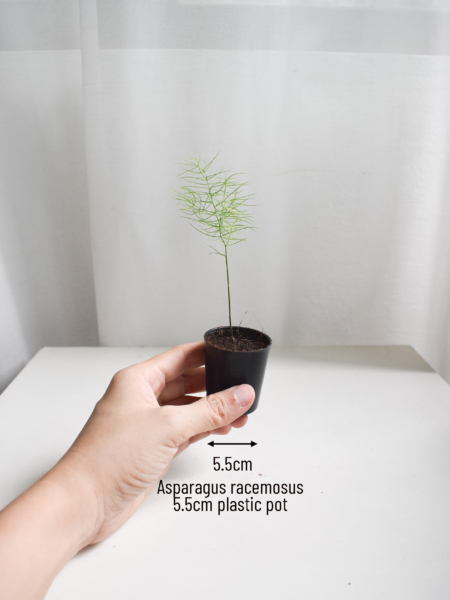 Asparagus racemosus - Image 2