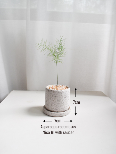 Asparagus racemosus in Mica - Image 3