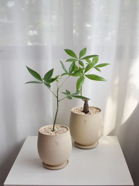 Pachira Aquatica in Aube Jar