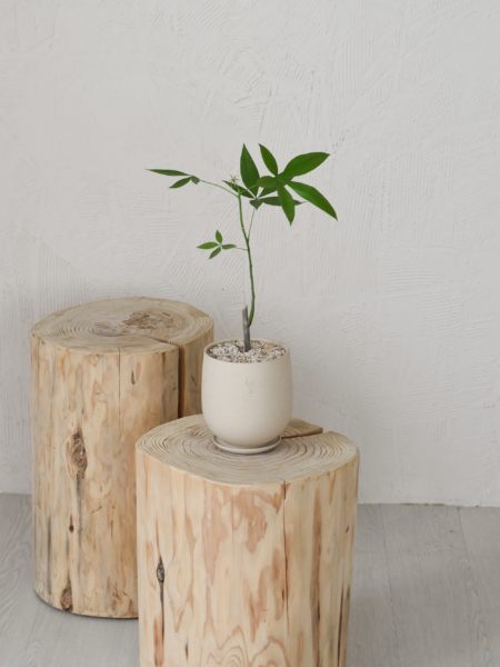Pachira Aquatica in Aube Jar - Image 5