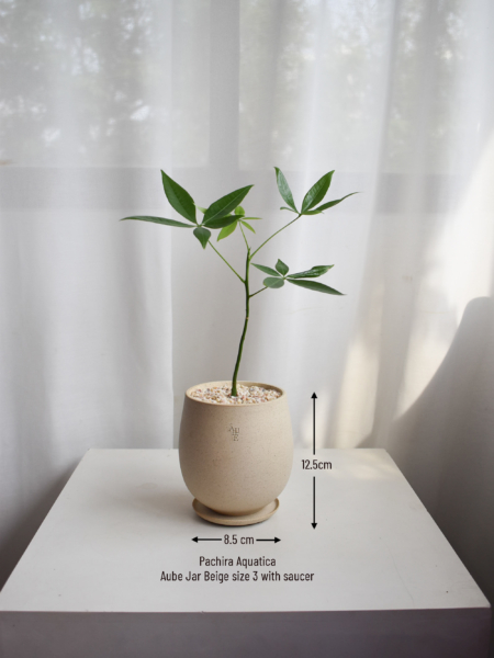 Pachira Aquatica in Aube Jar - Image 2