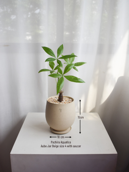 Pachira Aquatica in Aube Jar - Image 3