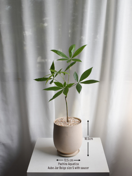 Pachira Aquatica in Aube Jar - Image 4
