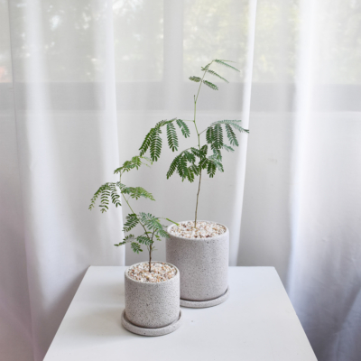 Leucaena leucocephala in Mica