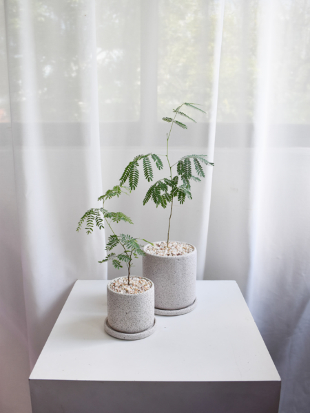 Leucaena leucocephala in Mica