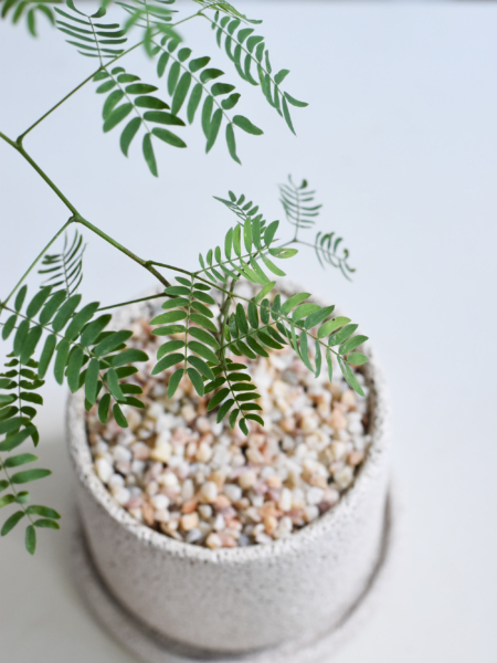 Leucaena leucocephala - Image 3