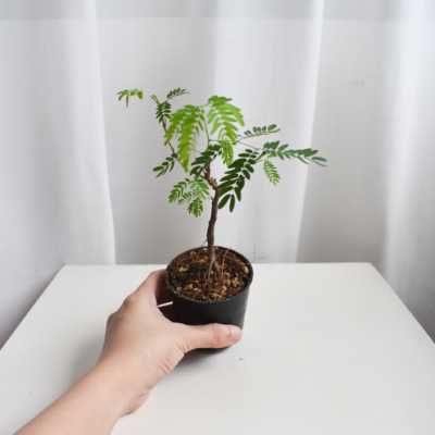 Leucaena leucocephala