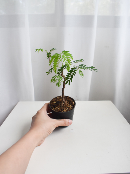Leucaena leucocephala
