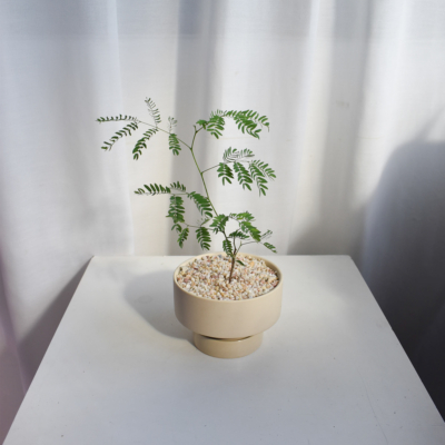 Leucaena leucocephala in Chalk