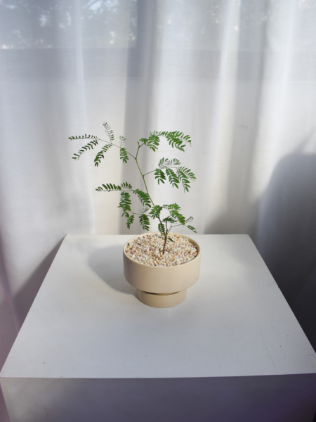 Leucaena leucocephala in Chalk