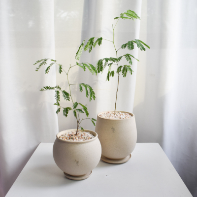 Leucaena leucocephala in Aube