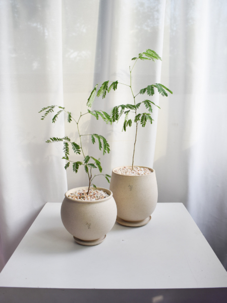 Leucaena leucocephala in Aube
