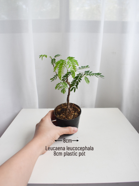 Leucaena leucocephala - Image 2