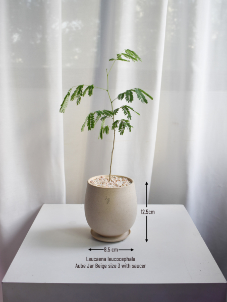 Leucaena leucocephala in Aube - Image 3