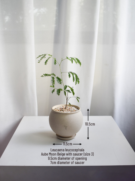 Leucaena leucocephala in Aube - Image 2