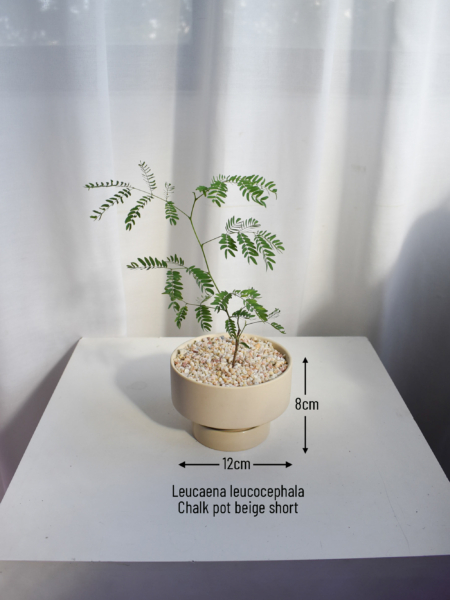 Leucaena leucocephala in Chalk - Image 2