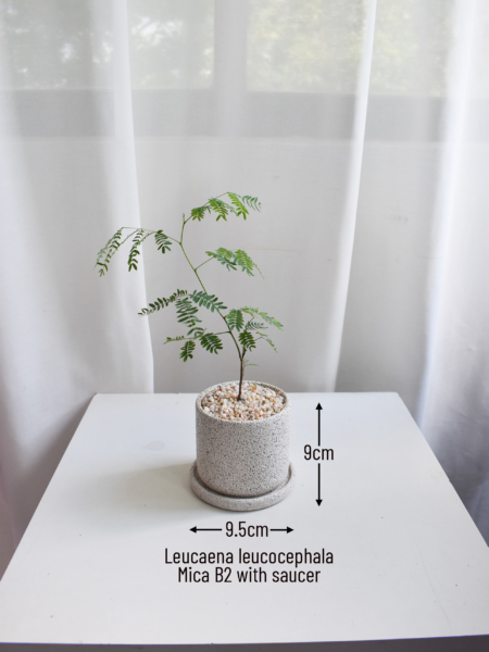 Leucaena leucocephala in Mica - Image 2