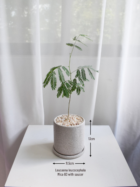 Leucaena leucocephala in Mica - Image 3