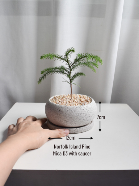 Norfolk Island Pine in Mica - Image 6