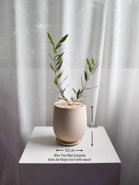 Olive Tree (Olea Europaea) in Aube Jar - Image 4