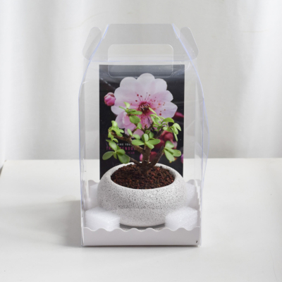 Gift Set - Dwarf Jade Bonsai (in Mica D2 with saucer)