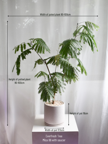Everfresh tree in Mica B6 (+$30 car delivery at checkout) - Image 2