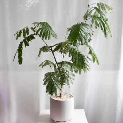 Everfresh tree in Mica B6 (+$30 car delivery at checkout)