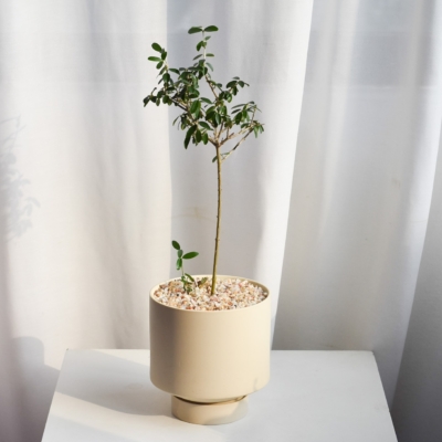 Olive trees (Olea Sylvestris) in Chalk (Delivered by car)