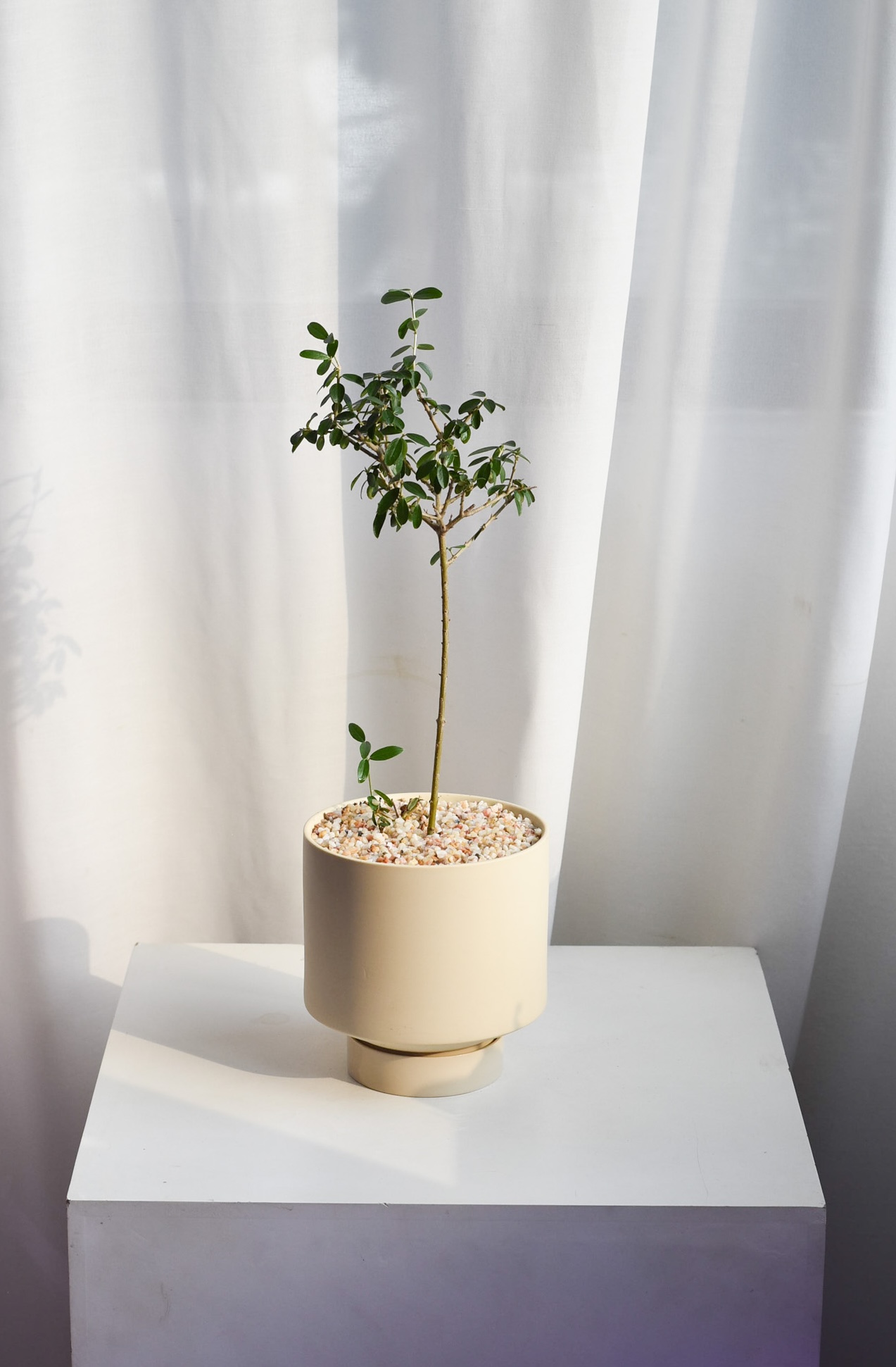 Olive trees (Olea Sylvestris) in Chalk (Delivered by car)