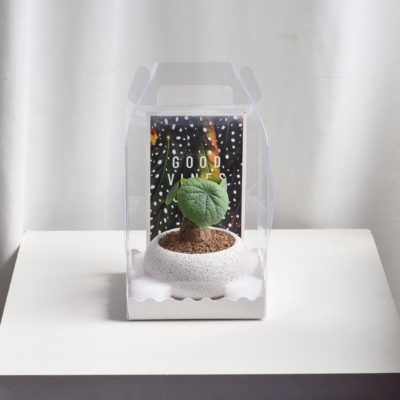 Gift Set - Stephania Suberosa (in Mica D2 with saucer)