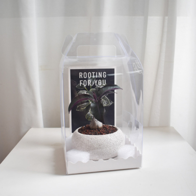 Gift Set - Petopentia Natalensia in Mica D2 with saucer