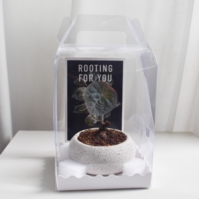 Gift Set - Stephania Nova (in Mica D2 with saucer)